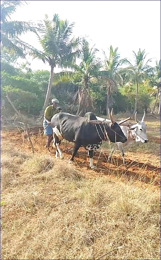 கோடை உழவு