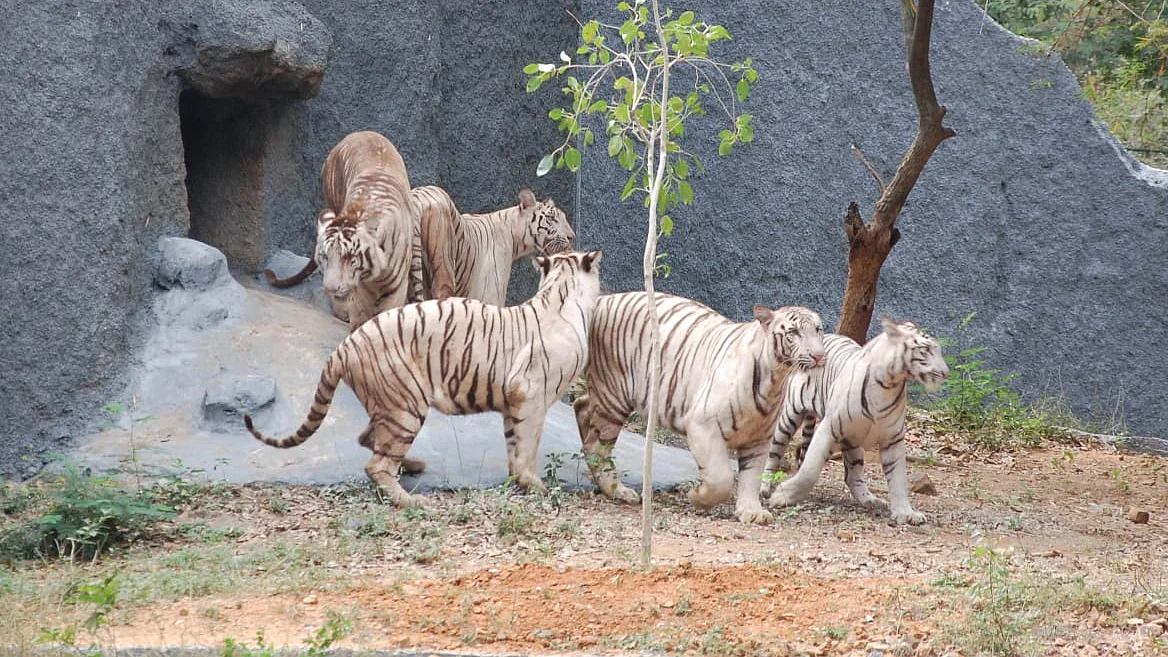 புலி