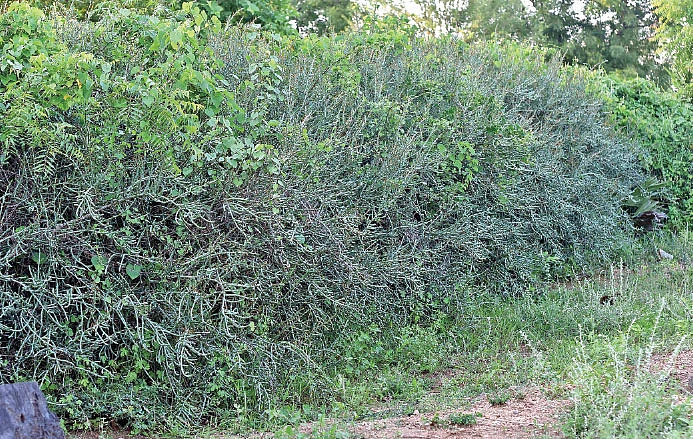 இரண்டடுக்கு முள் வேலி