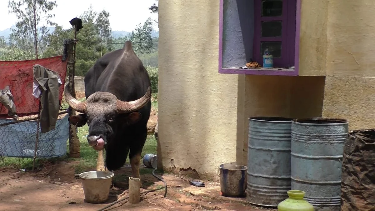 Indian Gaur