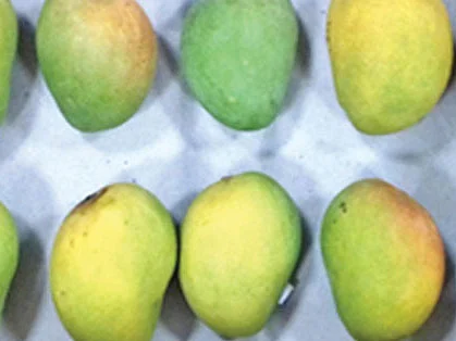 மாம்பழம் விளைச்சல் விலை குறைவைச் சமாளிக்கலாம்... அறுவடையைத் தள்ளிப்போடலாம்!