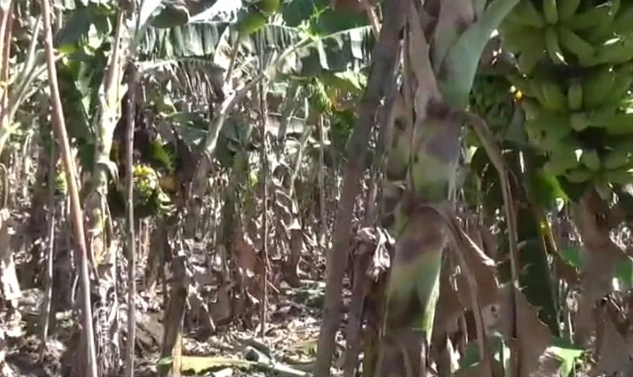 அழுகும் வாழைத்தார்கள்