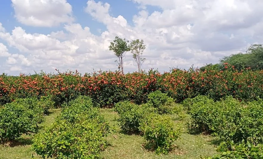கருகும் மலர்கள்