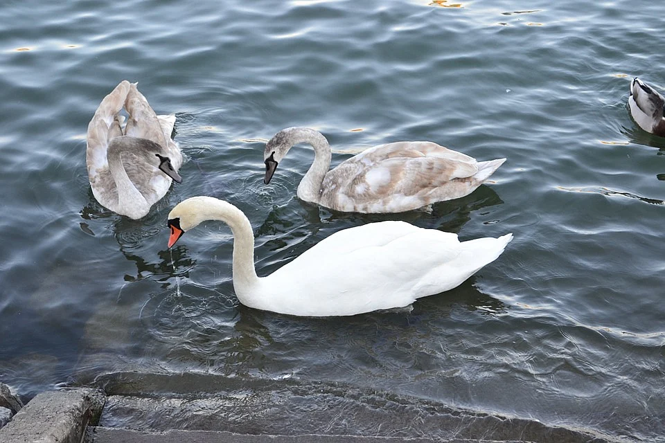 Representational Image
