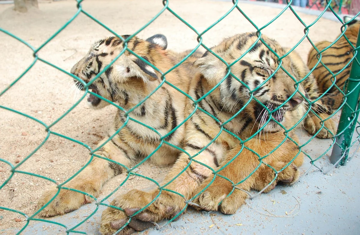 புலி