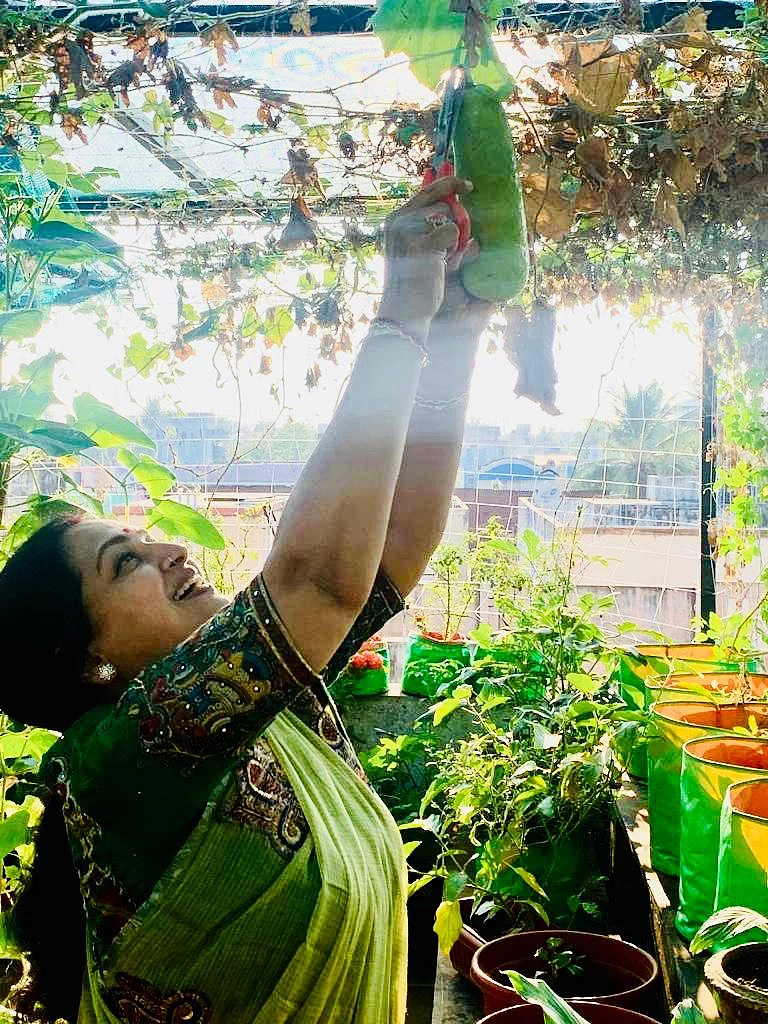 மாடித்தோட்டத்தில் சீதா