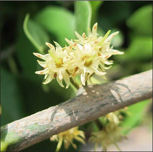 உலக்கைப்பாலை