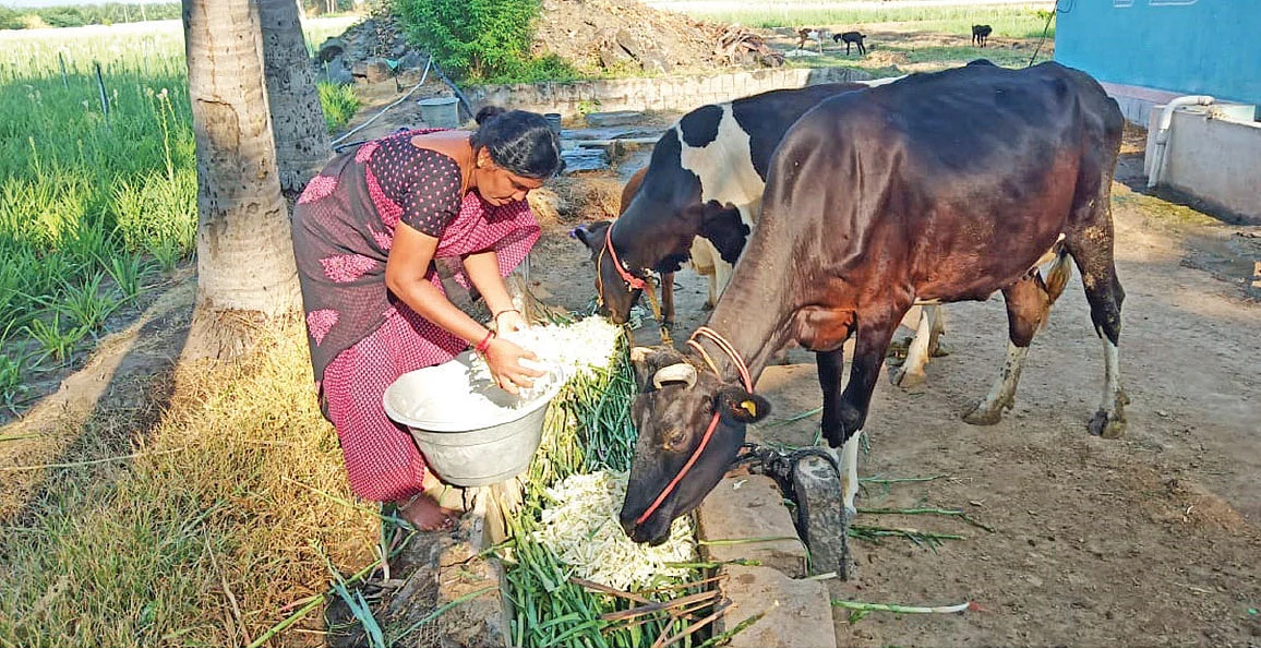 மாடுகளுக்குத் தீவனமாகும் பூக்கள்