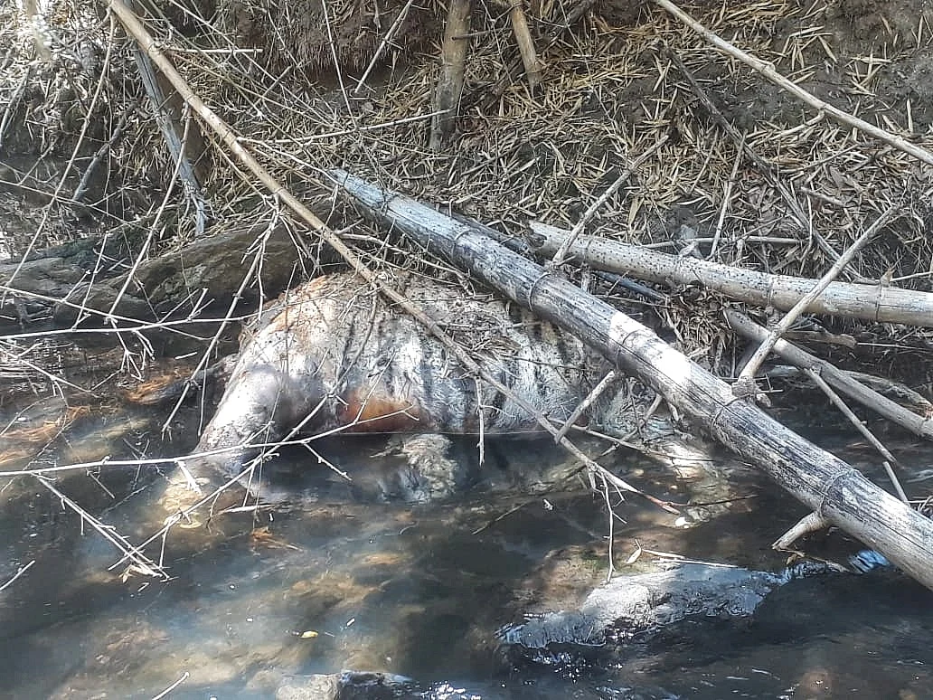 tiger carcass