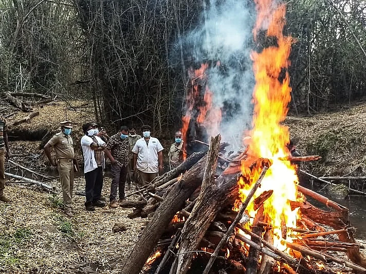 ஒரே வாரத்தில் மர்மமாக உயிரிழந்த 4 புலிகள்! - காரணம் தெரியாமல் திணறும் வனத்துறை