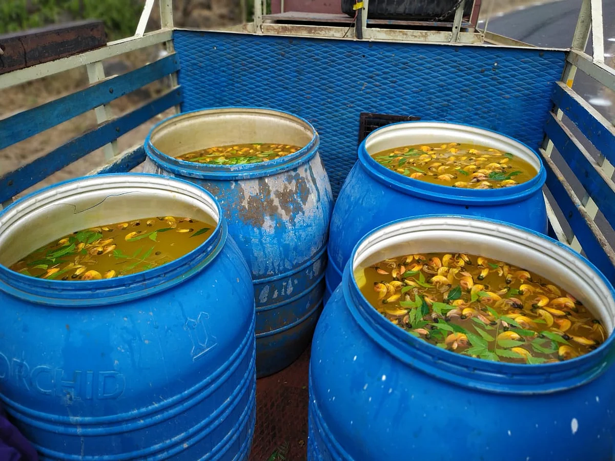 பூவரசன் பூ கிருமி நாசினி