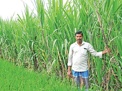 ஆண்டுக்கு ரூ. 2,44,000... இனிக்கும் ஜீரோ பட்ஜெட் கரும்புச் சாகுபடி!