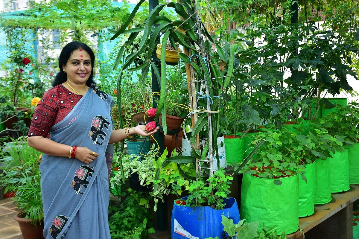 மாடித்தோட்டத்தில் சீதா