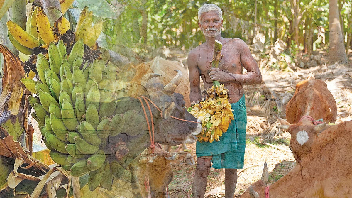 வாழை விவசாயி