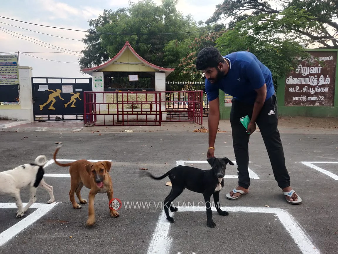 நாய்களுக்கு உணவு