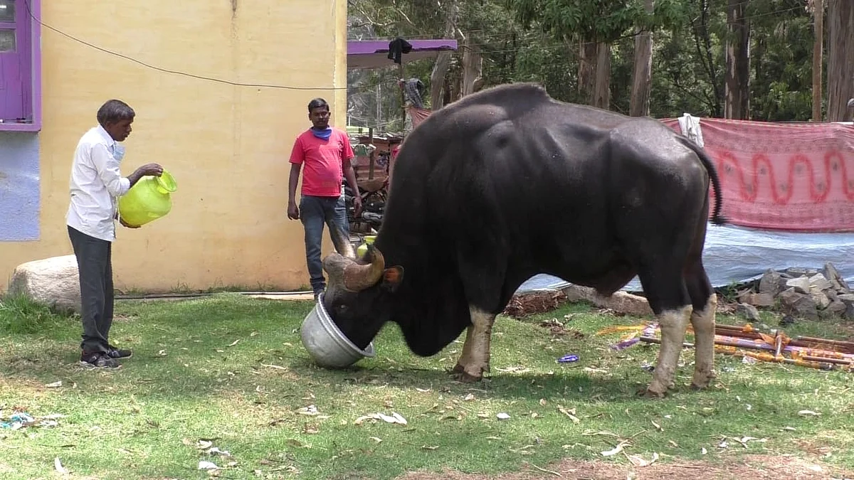Indian Gaur