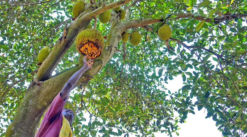 மரத்திலேயே அழுகும் பழங்கள்!