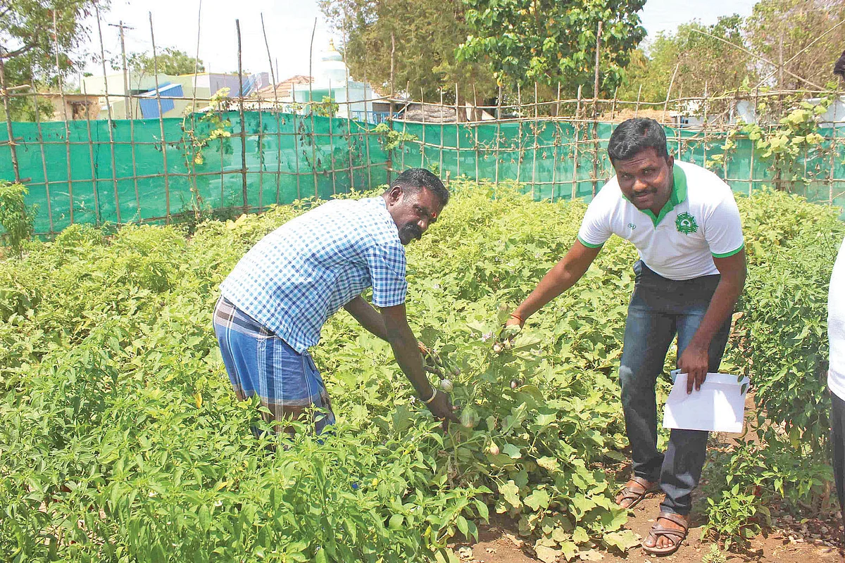 அரை ஏக்கர் காய்கறித் தோட்டம்