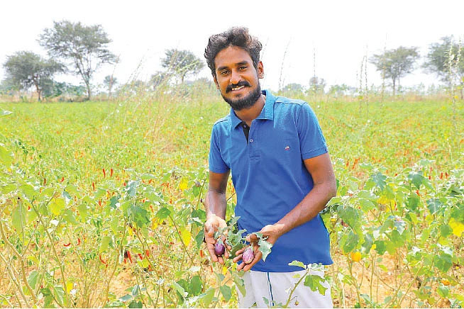 ஊடுபயிராகக் கத்திரிக்காய்