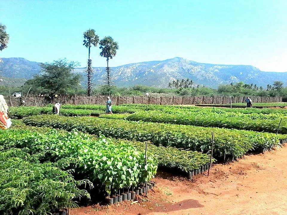 பசுமையான மரக்கன்றுகள் (பழைய படம்)