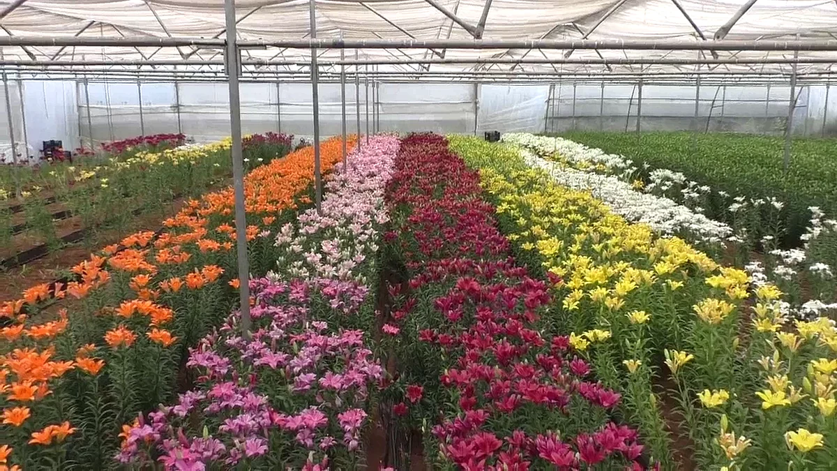 floriculture farming