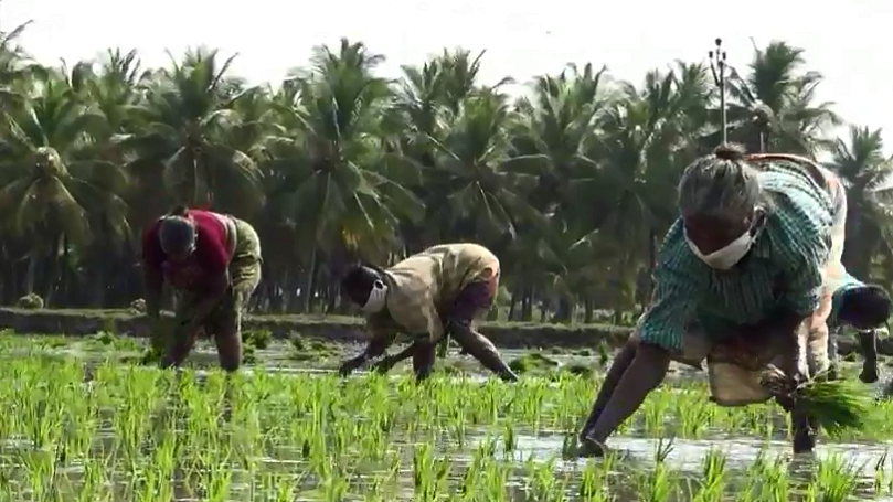 மாஸ்க் அணிந்து நெல் நடவு செய்யும் பெண்கள்