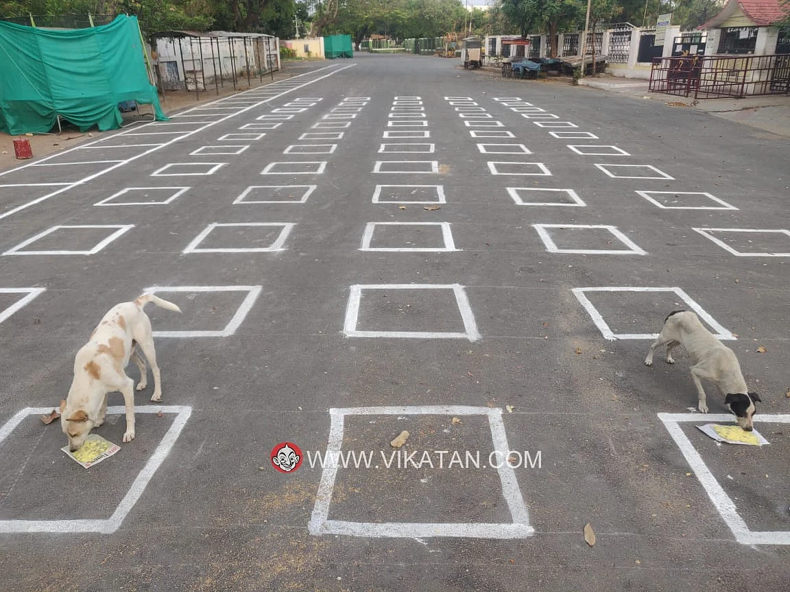 உணவு உண்ணும் நாய்கள்