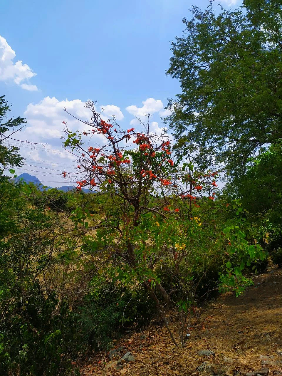 பூவரசம் பூ