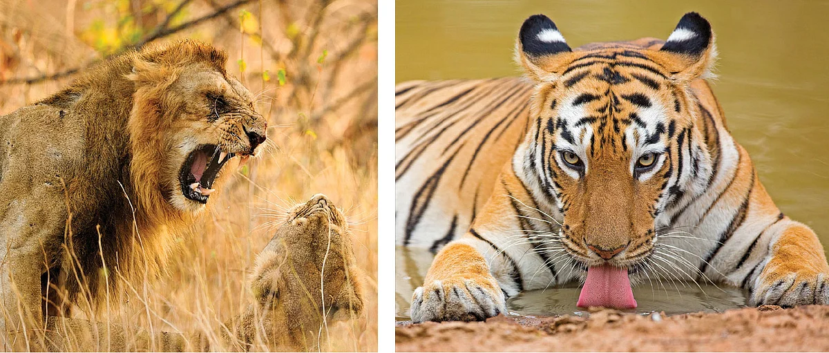 மாயா வனம்