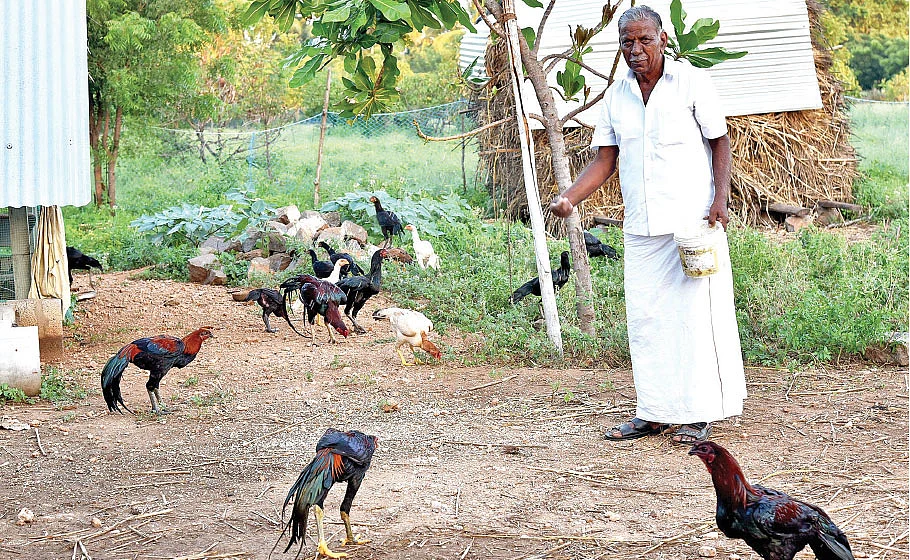 நாட்டுக்கோழிகளுடன்...