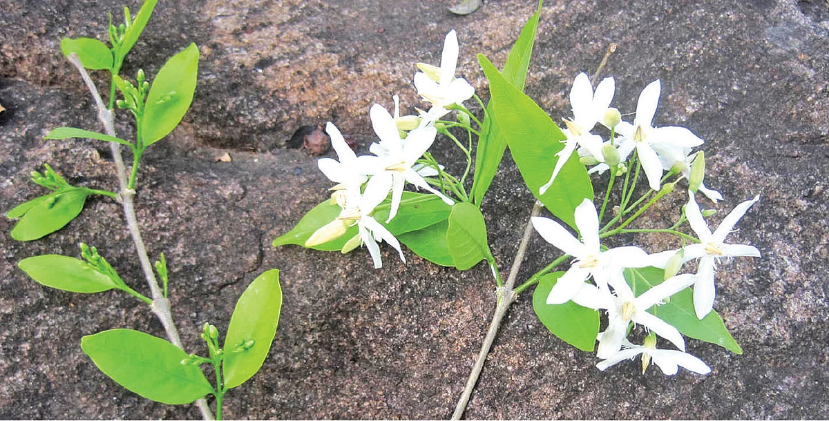 வெட்பாலை