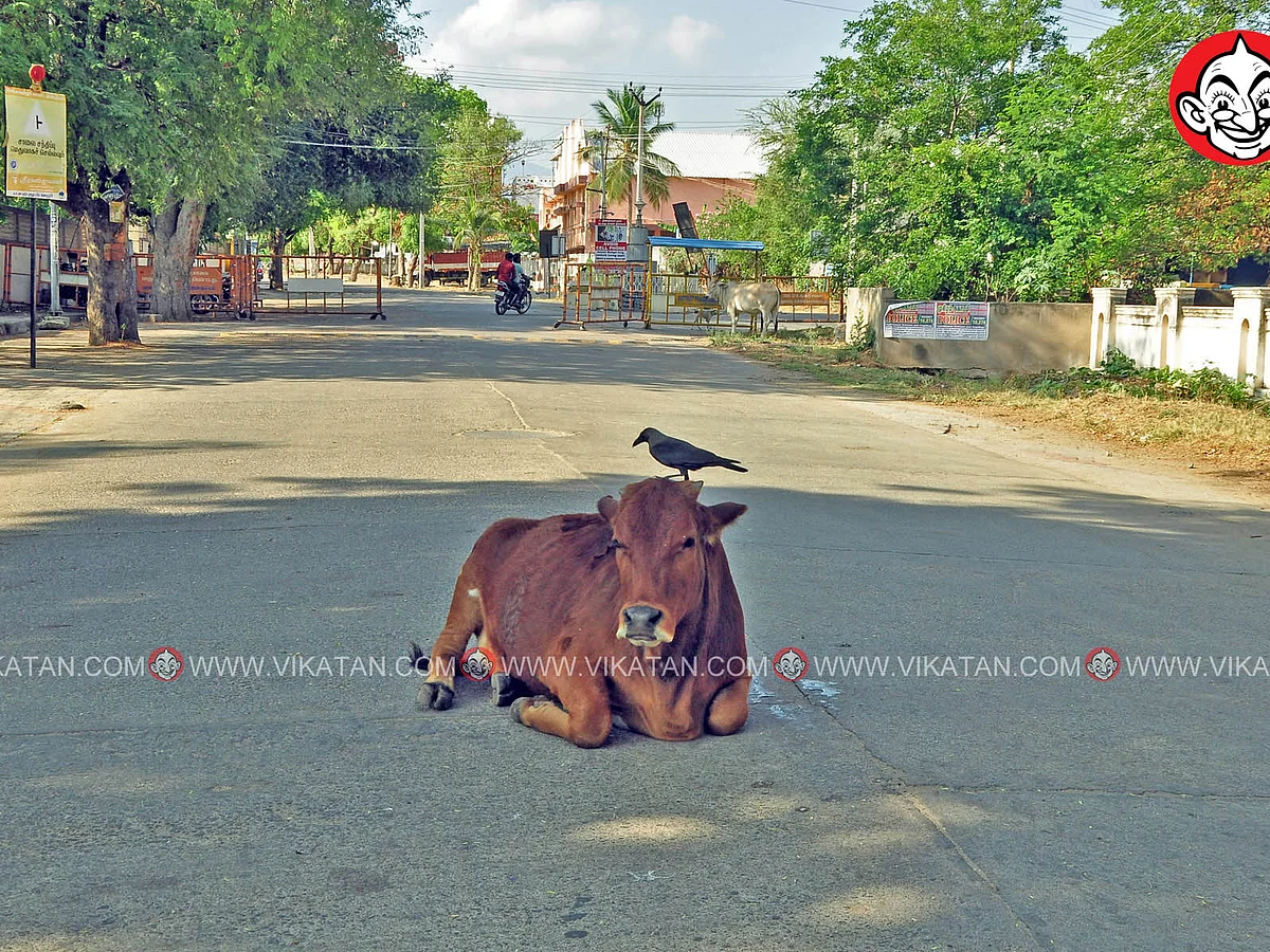 `கால்நடைகளுக்கு கழிவான காய்கறிகளை உணவாகக் கொடுக்காதீர்கள்!’- நிபுணர்கள் எச்சரிக்கை