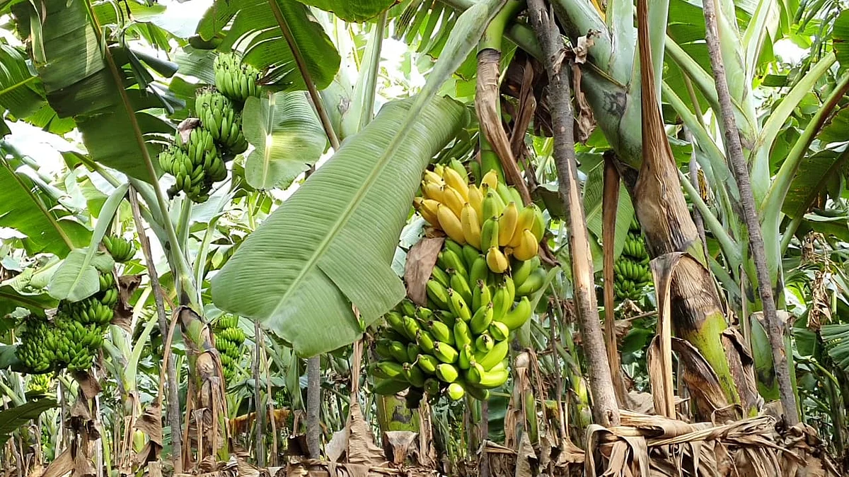 குலையில் பழுத்த பழங்கள்