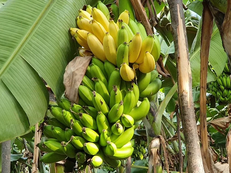 `பழத்தை மட்டுமே சாப்பிட்டு பசியைப் போக்குறோம்' -கலங்கும் வாழை விவசாயிகள்