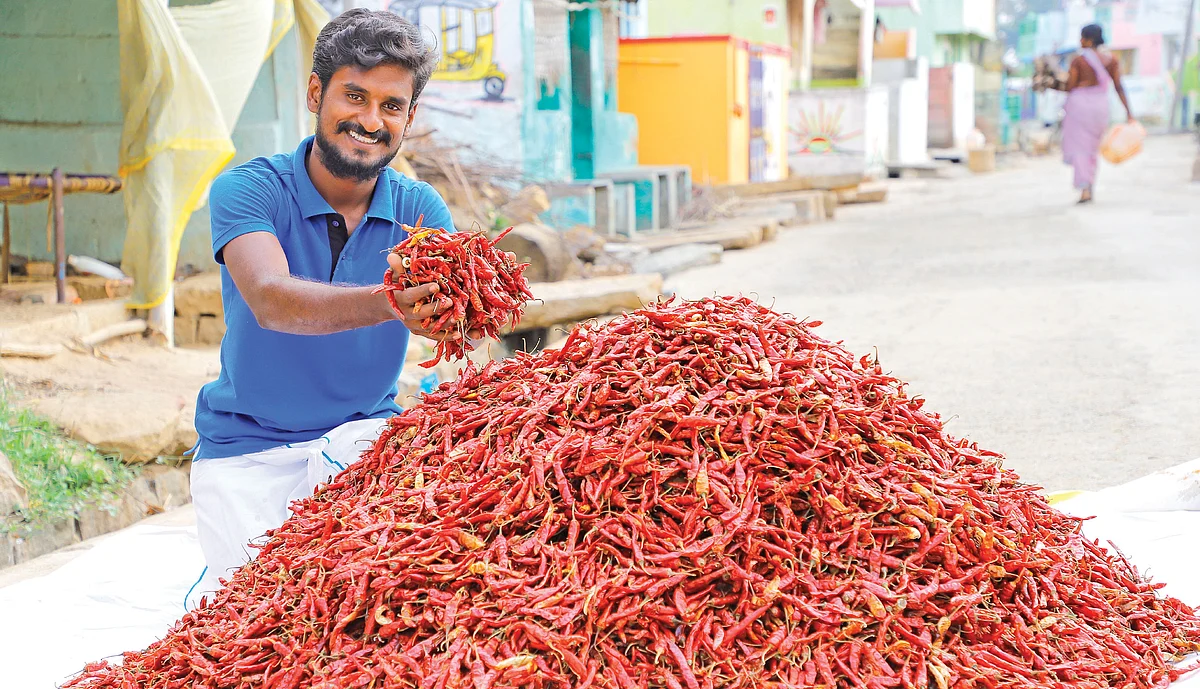 அறுவடையான மிளகாயுடன் இராஜா ராஜேந்திரன்