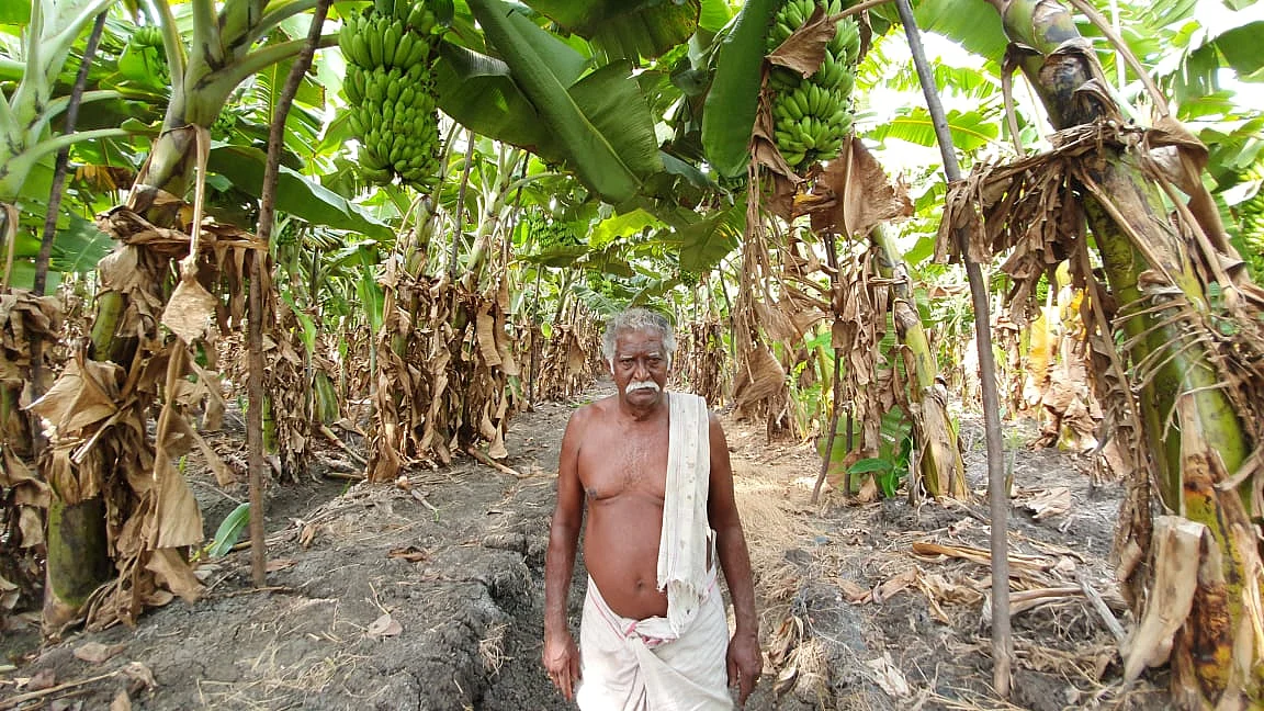 வாழை தோட்டத்தில் விவசாயி