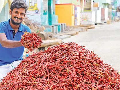 ஏக்கருக்கு ரூ. 85,000... வற்றல் மிளகாய் தந்த வருமானம்!