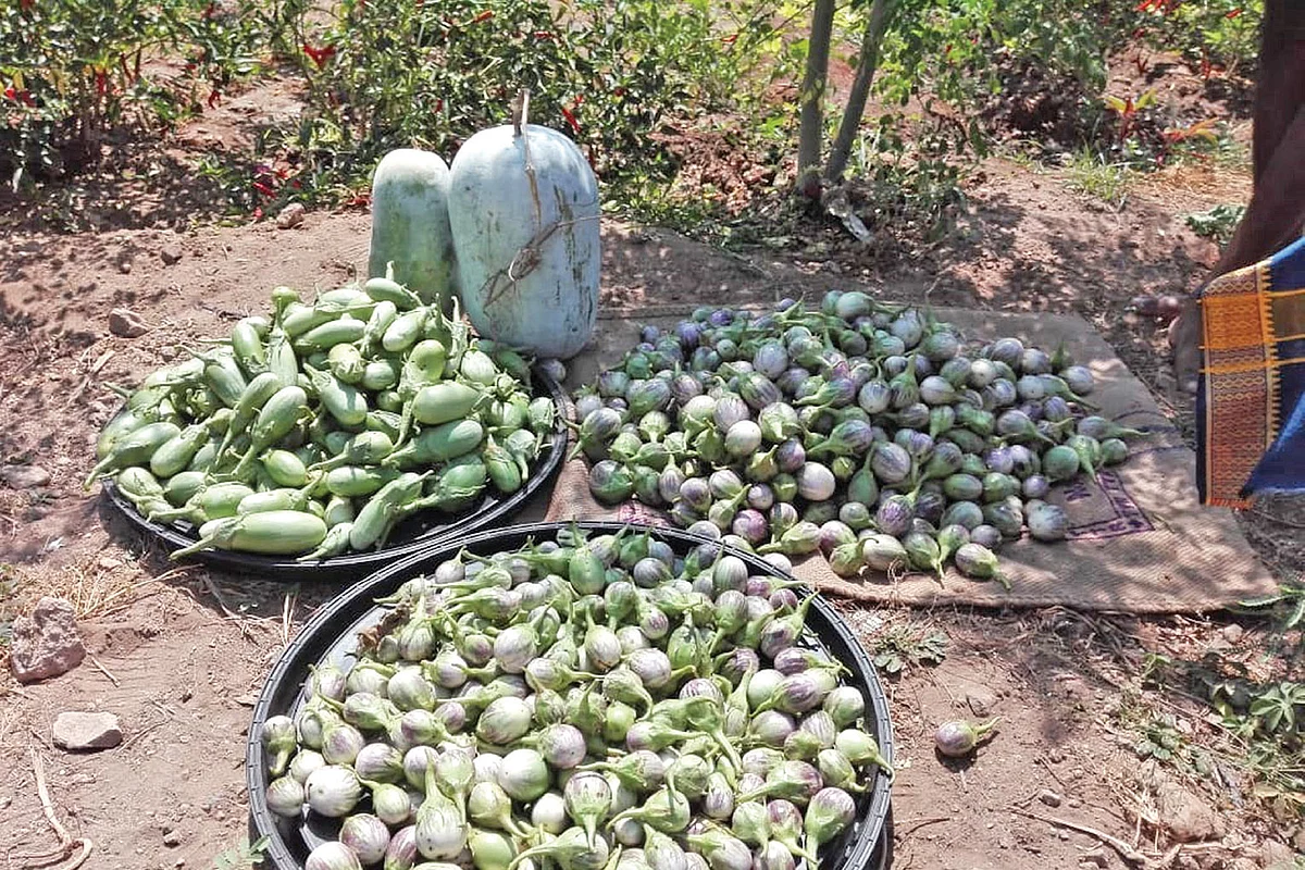 அறுவடை செய்யப்பட்ட காய்கறிகள்