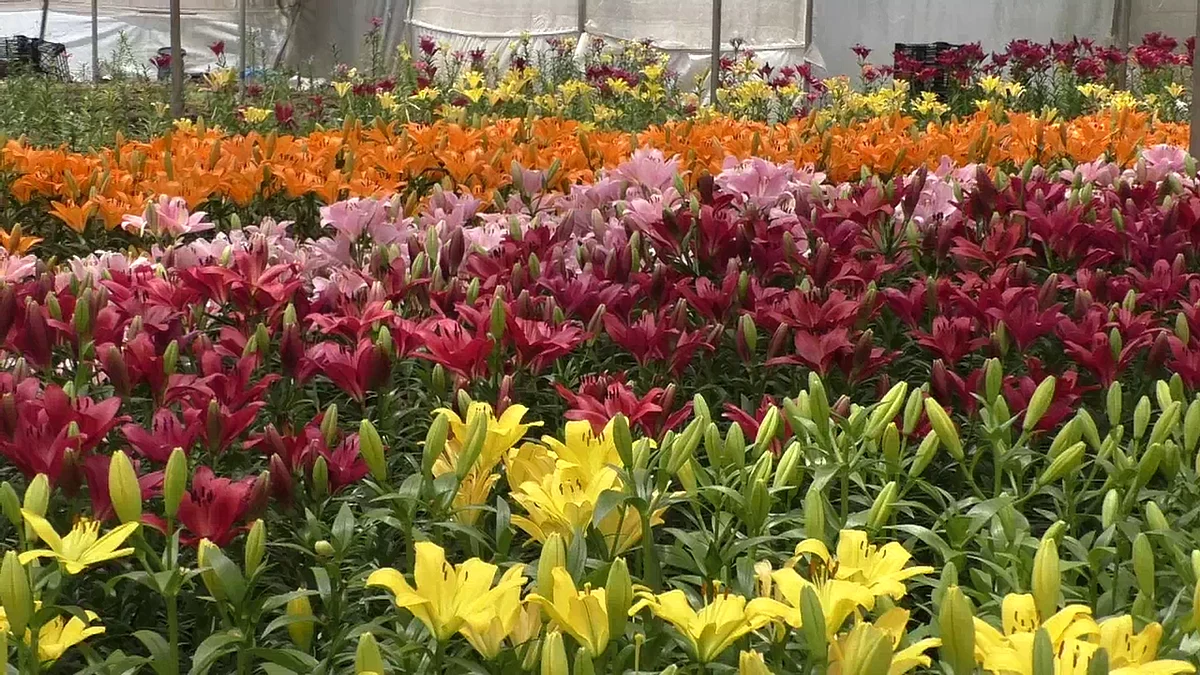 floriculture farming