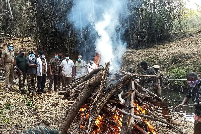 tiger carcass