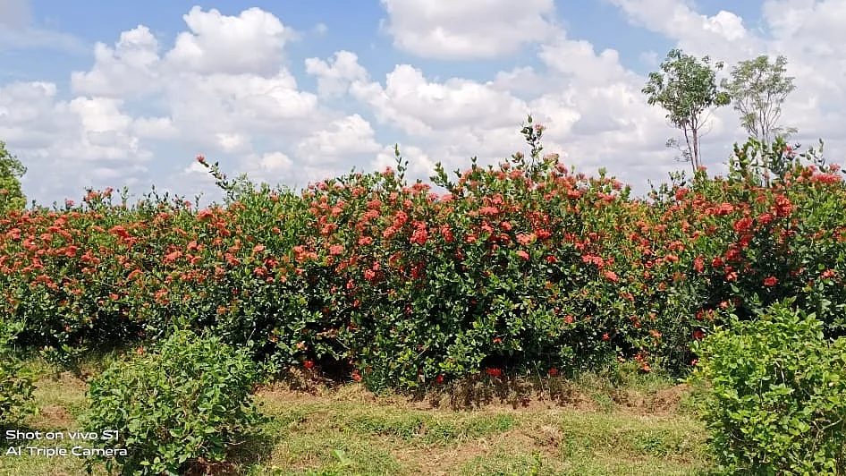 கருகும் மலர்கள்