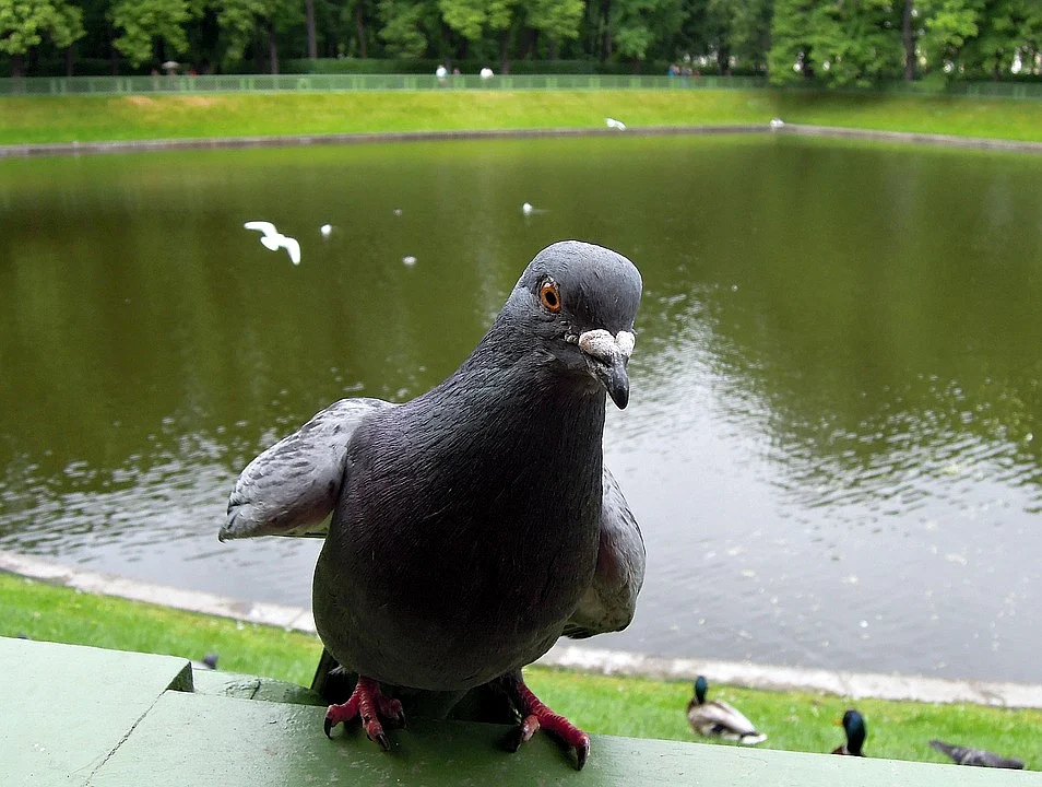 Representational Image