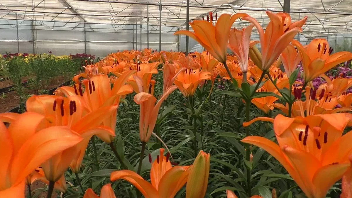 floriculture farming