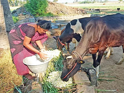 ‘அறுவடை, விற்பனை... எதுவும் செய்ய முடியலை!’ - வேதனையில் விவசாயிகள்... வழிகாட்டும் வேளாண்துறை!