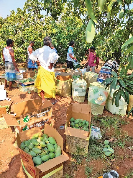 மாம்பழம் விளைச்சல் விலை குறைவைச் சமாளிக்கலாம்... அறுவடையைத் தள்ளிப்போடலாம்!