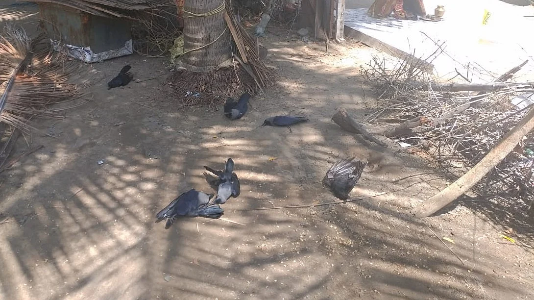 காகங்கள்