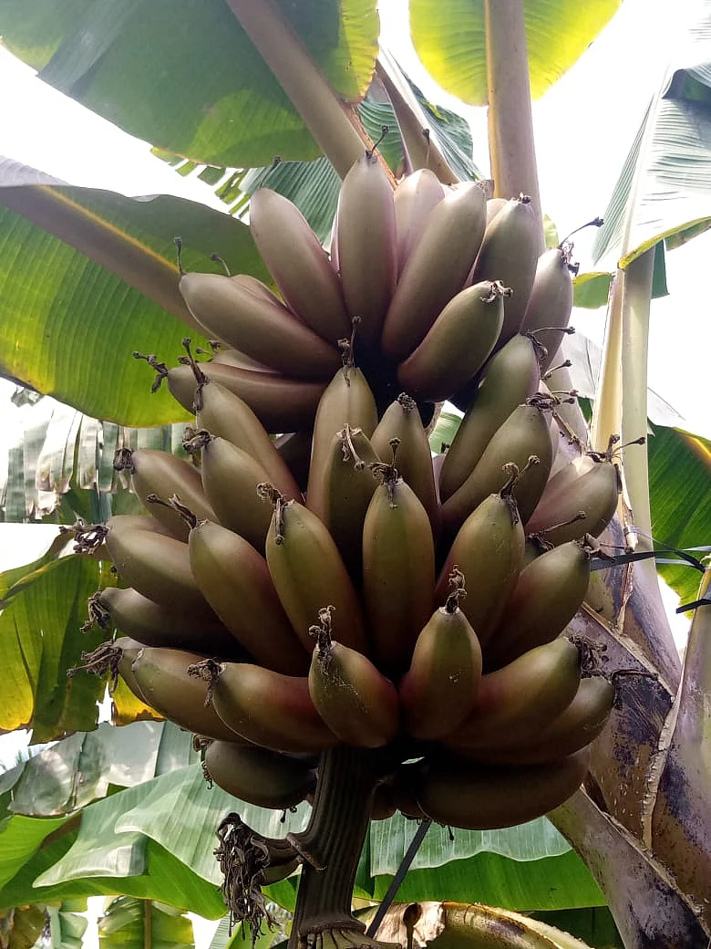 தோட்டத்தில் செவ்வாழை