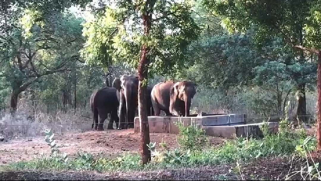 யானை
