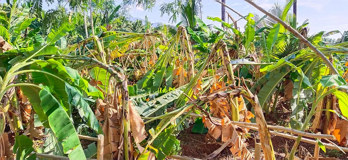 வாழை மரங்கள்