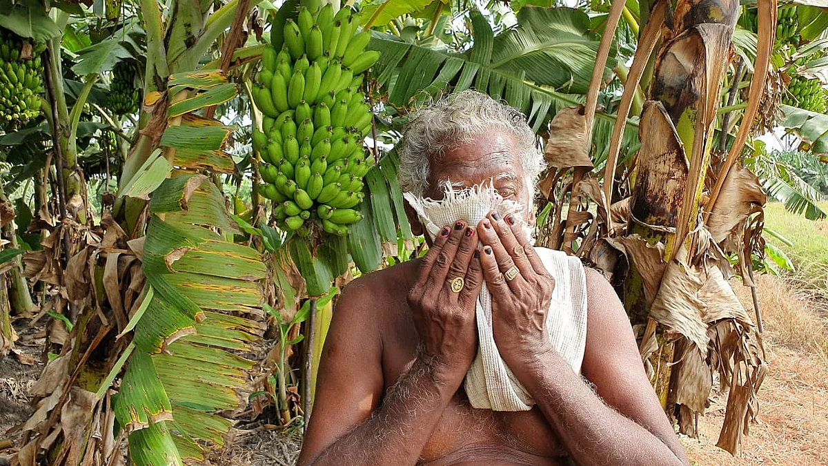 கண்ணீரில் வாழை விவசாயி